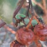 Arctostaphylos patula 果實