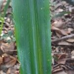 Aechmea magdalenae Leaf