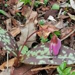 Erythronium dens-canis List