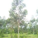 Eucalyptus dalrympleana Leaf