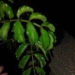 Podranea ricasoliana Leaf