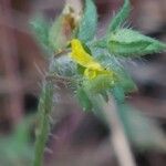 Tuberaria guttataFlower