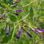 Lycium cestroides Flor