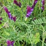 Vicia benghalensis Folha