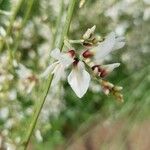 Retama monosperma Flower