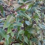 Sarcococca orientalis Habit