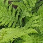 Thelypteris noveboracensis Leaf