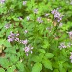 Cardamine chelidonia 花