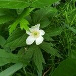 Anemone canadensis 花