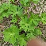 Aconitum lycoctonum L.Leaf