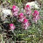 Castilleja coccinea Habit