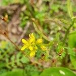 Sisymbrella aspera Flower