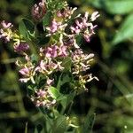 Lespedeza violacea Žiedas