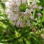 Allium cernuum Kukka
