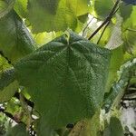 Dombeya burgessiae Fruto