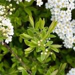 Spiraea nipponica Frunză