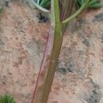 Fumaria densiflora Φλοιός