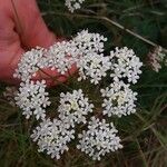 Pimpinella saxifragaFlors