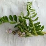 Astragalus pelecinus Kukka