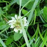 Trifolium repensÇiçek