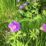 Geranium sylvaticumFlor