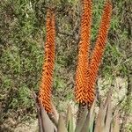 Aloe ferox Квітка