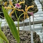 Cattleya grandis