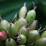 Bromelia pinguin Fruit