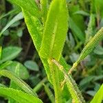 Cleome monophylla Blad