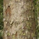 Chrysophyllum pomiferum Corteza