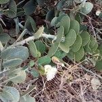 Capparis cartilaginea Leaf