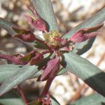 Euphorbia gayi Virág