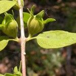 Aureolaria grandiflora फल