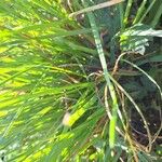 Carex paniculata Lehti