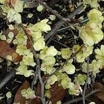Corylopsis pauciflora 花