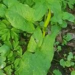 Arum italicum x Arum maculatum Hoja