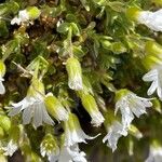 Cerastium thomasii Likasa