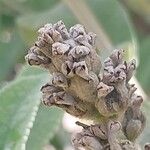 Buddleja myriantha Fruto