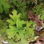 Pelargonium citronellum Blad