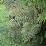 Cyathea arborea Leaf