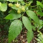 Rubus fraxinifolius Fruto