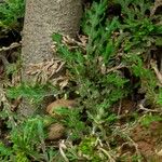 Selaginella concinna Hoja