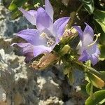 Campanula pyramidalis Flor