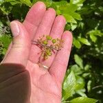 Gaylussacia baccata Fruit