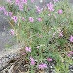 Epilobium dodonaeiЦвят