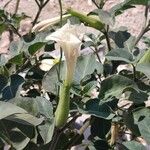 Datura inoxia Flor