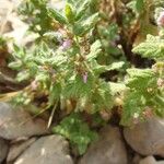 Teucrium scordium Elinympäristö