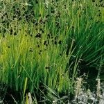 Juncus ensifolius Hábito