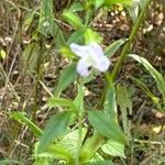 Mimulus alatus Blüte