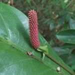 Anthurium consobrinum Fruit